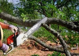 Professional Tree Care Services in Chula Vista, CA