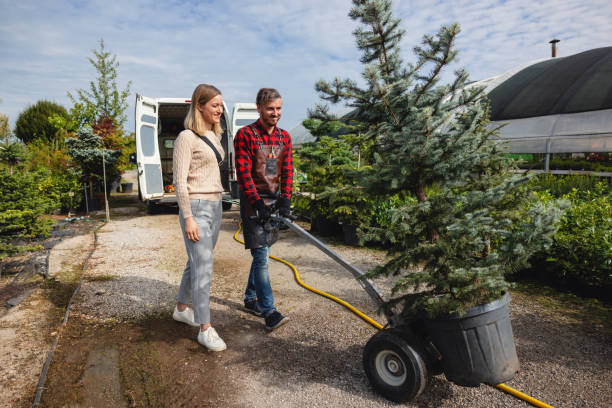 Lawn Renovation and Restoration in Chula Vista, CA